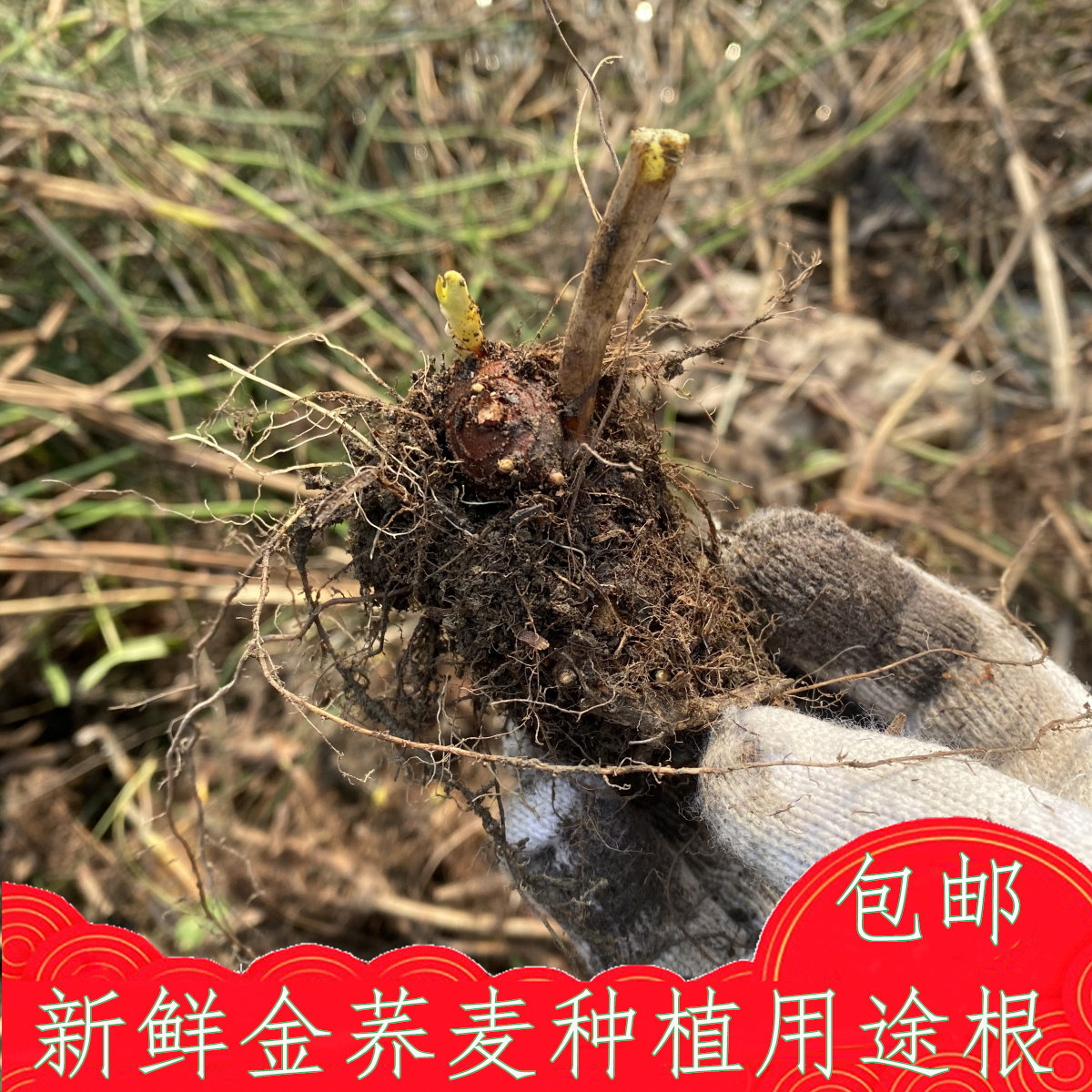 新鲜金荞麦种子根苗包邮发芽