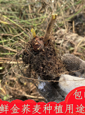 新鲜金荞麦种子根苗包邮发芽