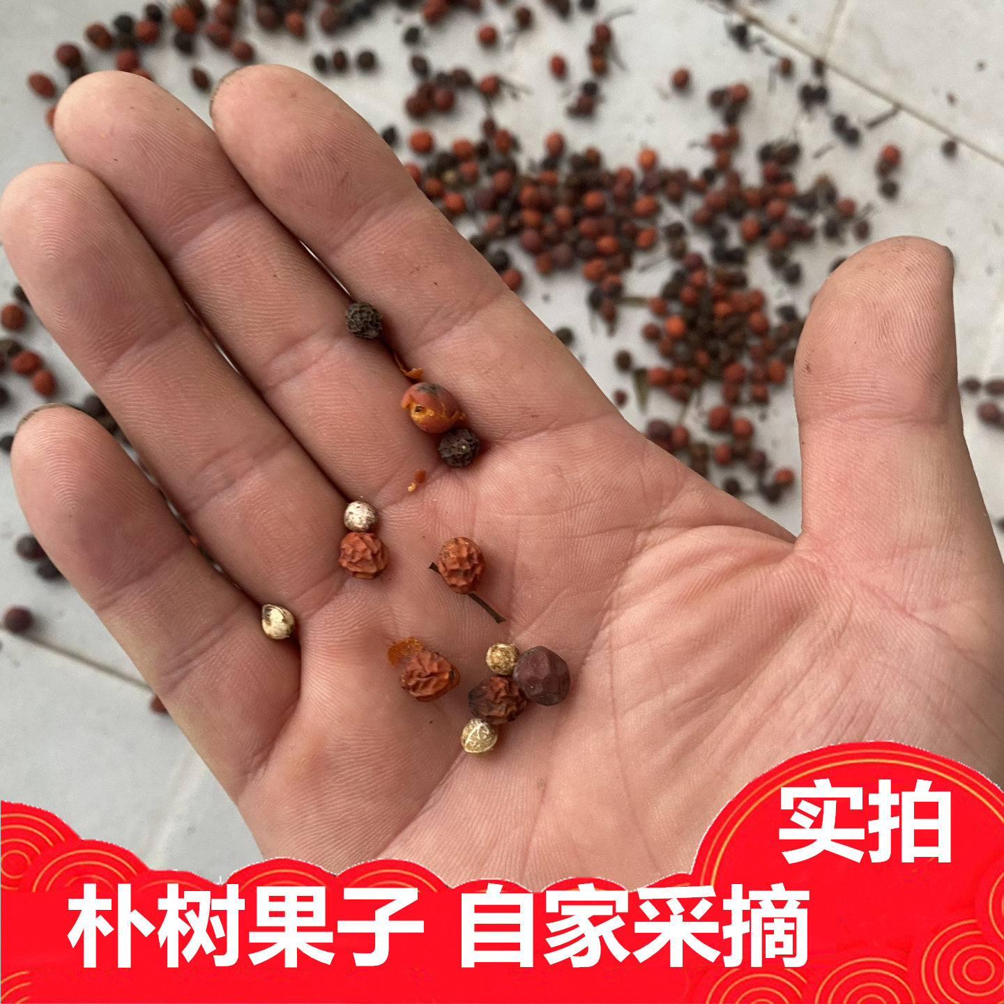 新鲜朴树种子颗粒包邮