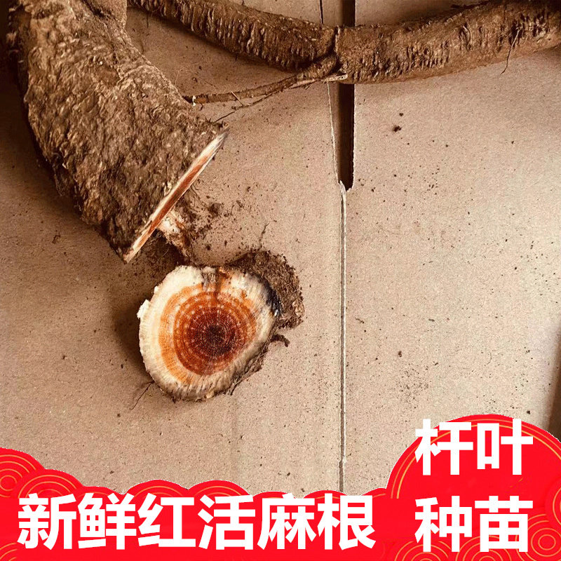 红活麻红霍麻火麻根晒干红荨种子苗麻火草枝蜇麻子蝎子草中草药材