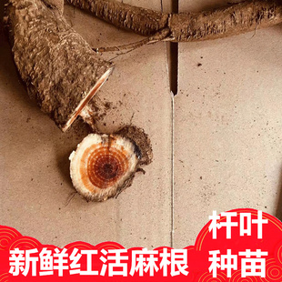 新鲜红活麻红荨麻根干品苗叶红心霍麻火麻根草叶子枝红荨中草药材