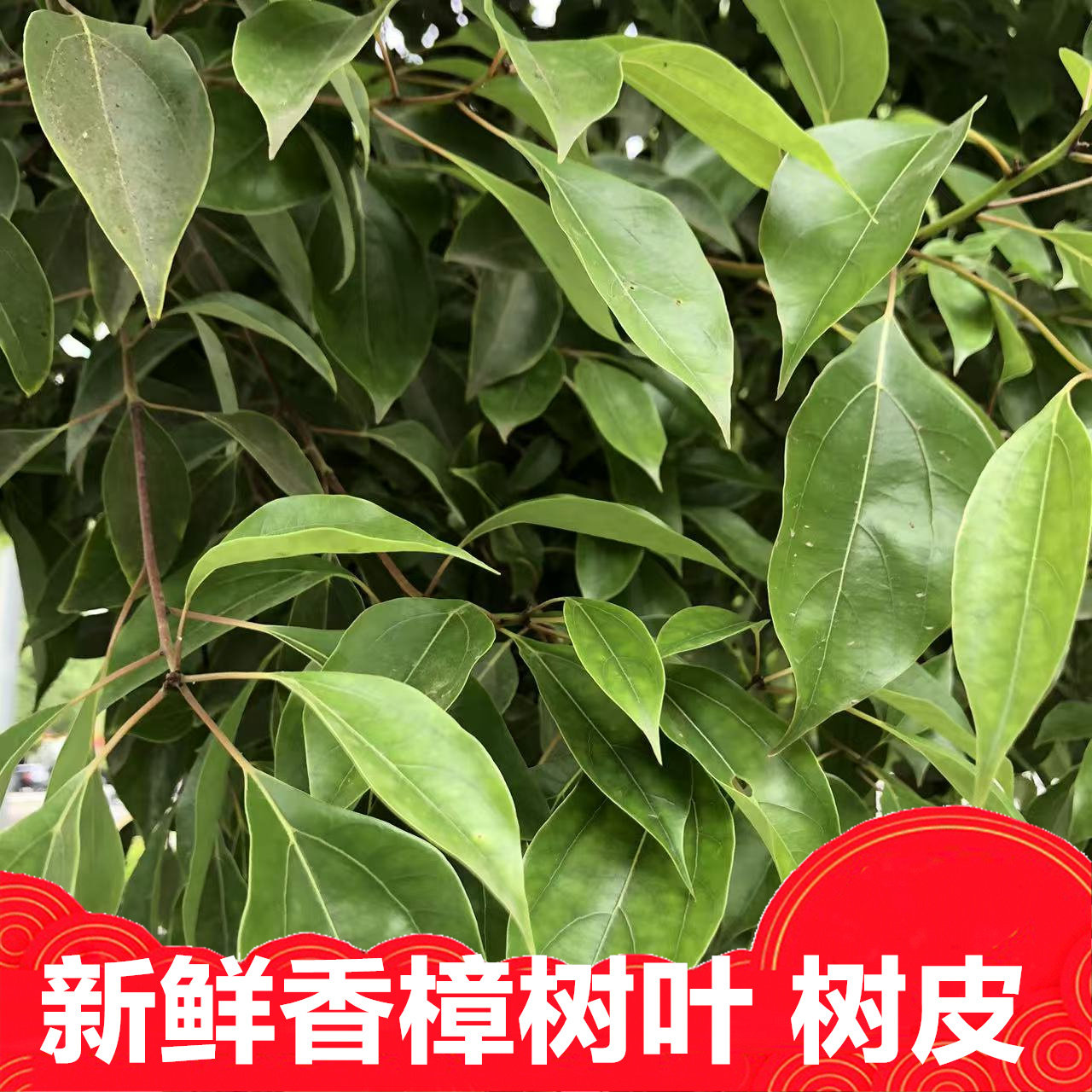 新鲜香樟树叶片500g当天采摘