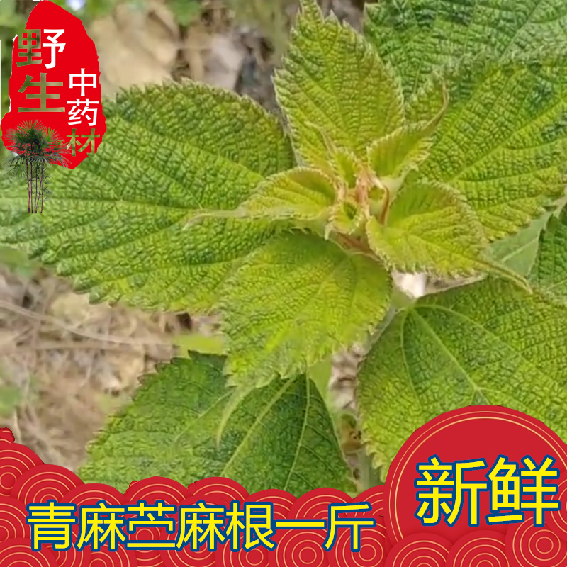 苎麻种子枝条叶子根包邮