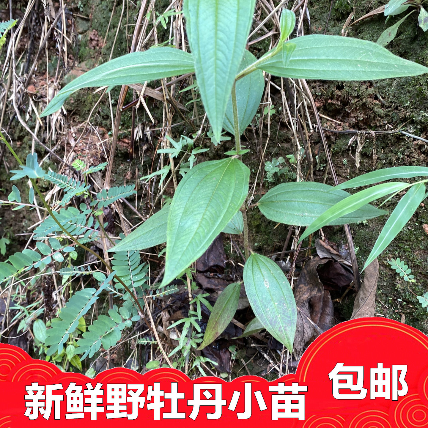 新鲜野牡丹苗植物小苗枝 龅牙狼大金香炉猪古稔有枝叶纯根500克