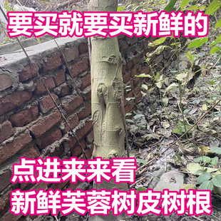 新鲜木芙蓉树皮树根枝叶子花朵干品500g一斤包邮绿植野外采摘发货