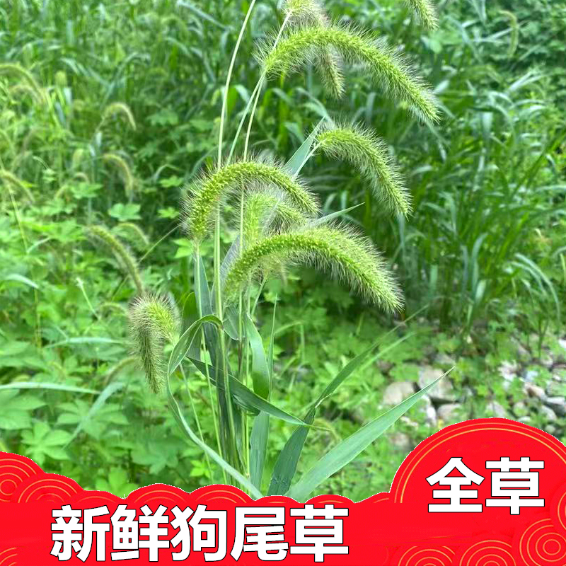 新鲜狗尾巴草全草带根一斤