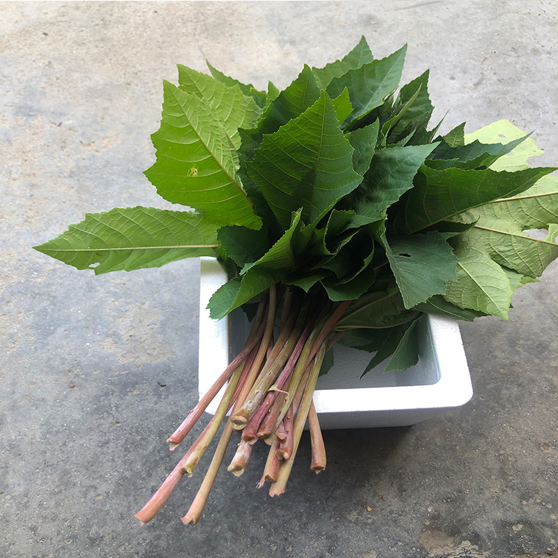新鲜蓖麻叶子叶片包邮
