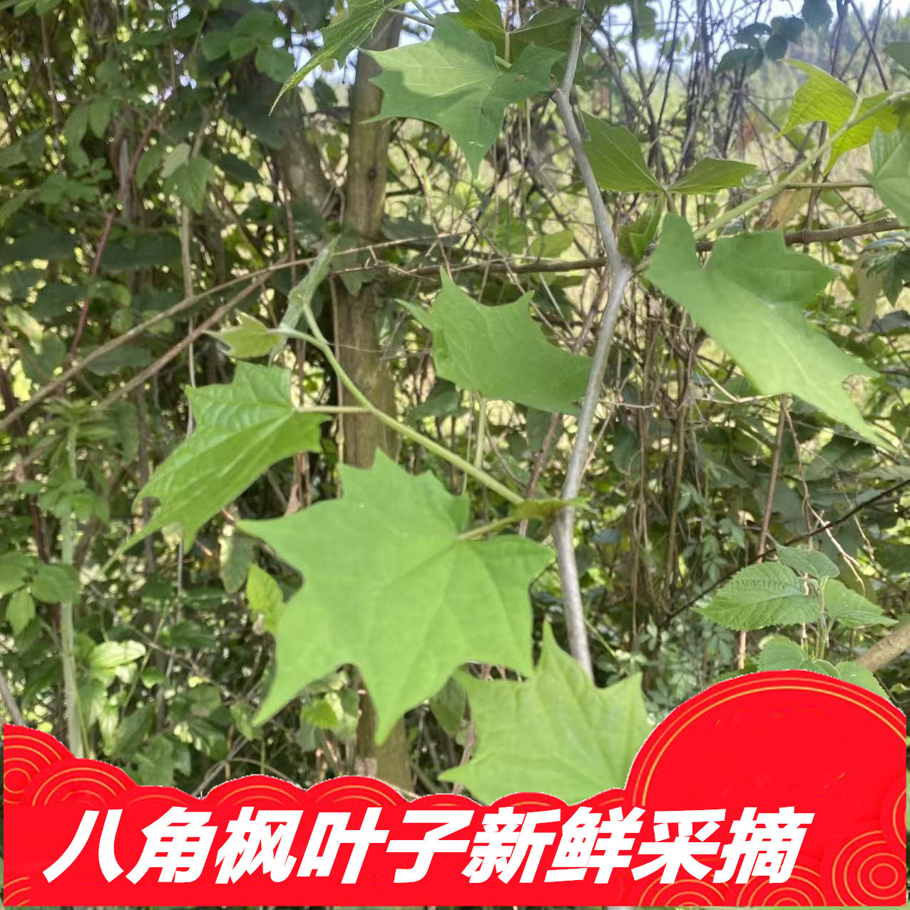 新鲜八角枫枝叶现摘现发洗发水料