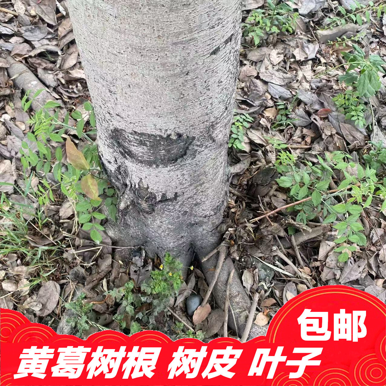 新鲜黄葛树叶现摘现发洗发料