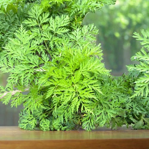 泡沫箱发货新鲜小叶川芎叶子食用