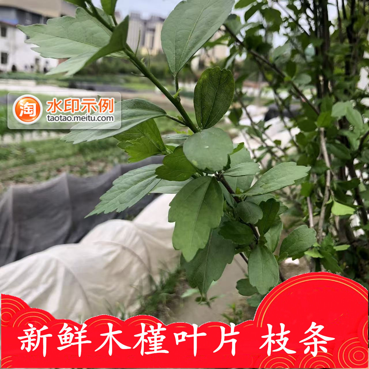 新鲜木槿叶枝条现摘发洗发原料