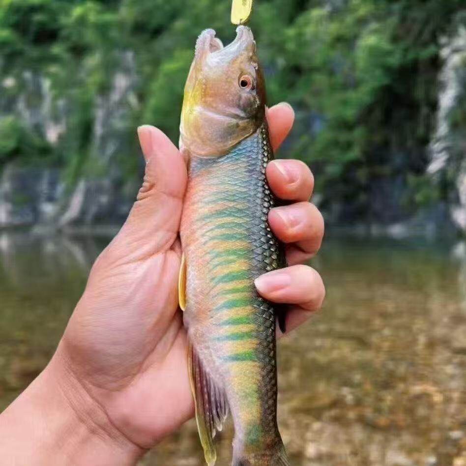 【马口观赏鱼】原生鱼冷水宽鳍鱲马口长鳍鱲鱼桃花鱼淡水观赏鱼