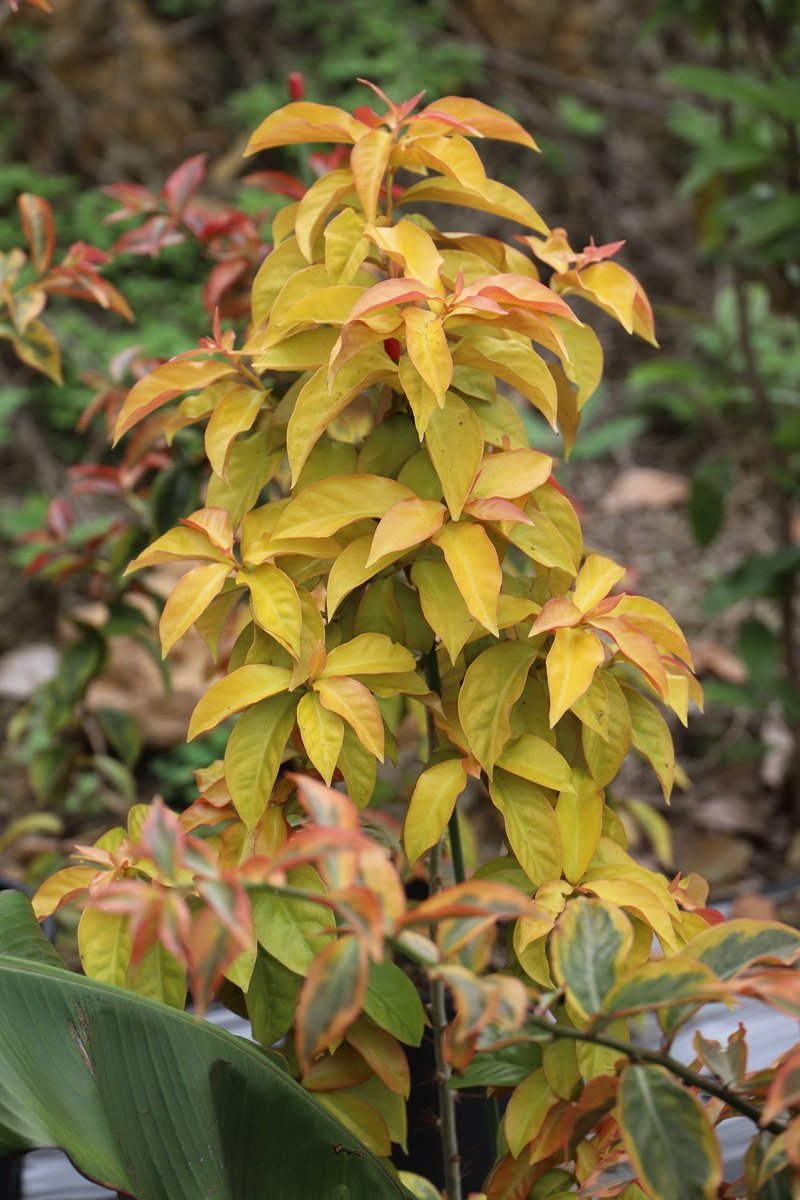 叶仙锦 叶仙人掌木麒麟蟹爪兰砧木阳台庭院盆栽绿植耐旱好养