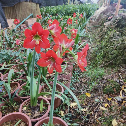 朱顶红细长华胄自然球15元3个开花球包邮非偏远朱顶红种球