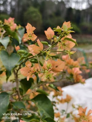 绿叶马斯三角梅盆栽绿植爬藤庭院好养花卉四季开花原生苗