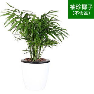 吸水石绿植办公家居绿植桌面盆栽盆景招财盆景微型花卉绿萝吊兰