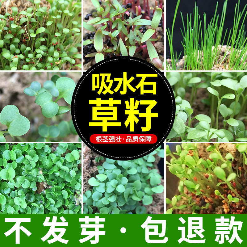 上水石植物微景观文竹菖蒲草籽