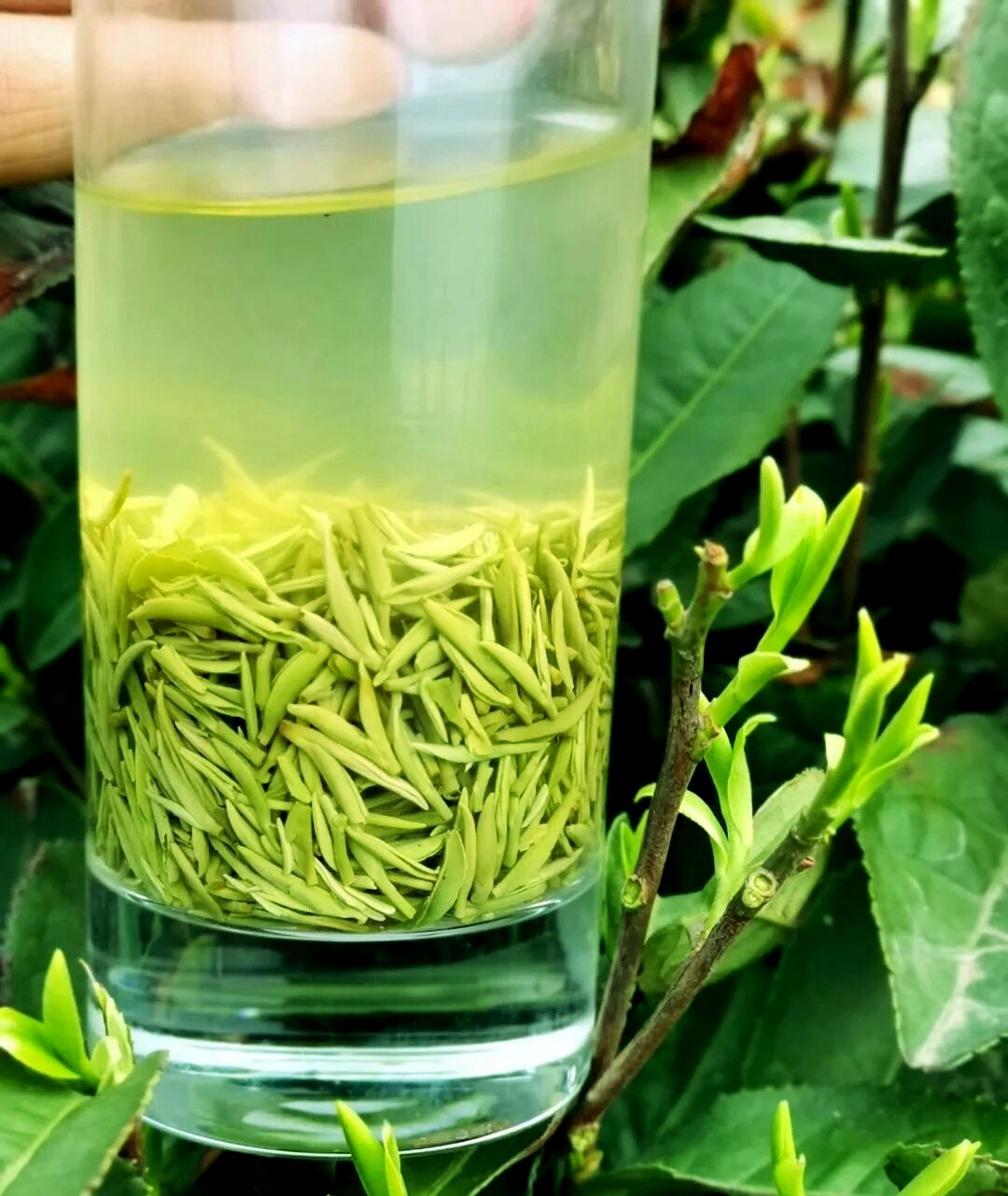 2023信阳毛尖新茶叶明前茶嫩芽毛尖绿茶自产自销散装250g 茶农