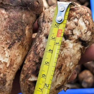 甘孜雅江小金野生松茸新鲜一公斤顺丰包邮松茸菇鲜松茸菌菇绿色