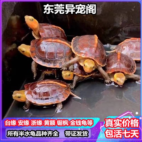 龟庙销量排行榜 龟庙品牌热度排名 小麦优选