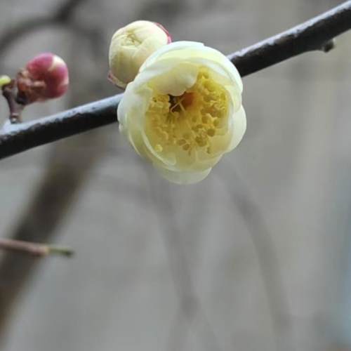 梅花专属链接一物一拍