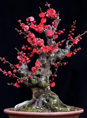 梅花盆栽 红梅老桩朱砂梅绿梅腊梅浓香型花卉耐寒植物红梅盆景