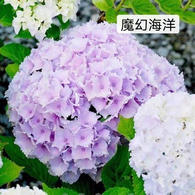 微雨花园一加仑大花绣球魔幻海洋 庭院花卉盆栽植物