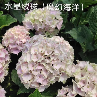 微雨花园一加仑大花绣球魔幻海洋 庭院花卉盆栽植物