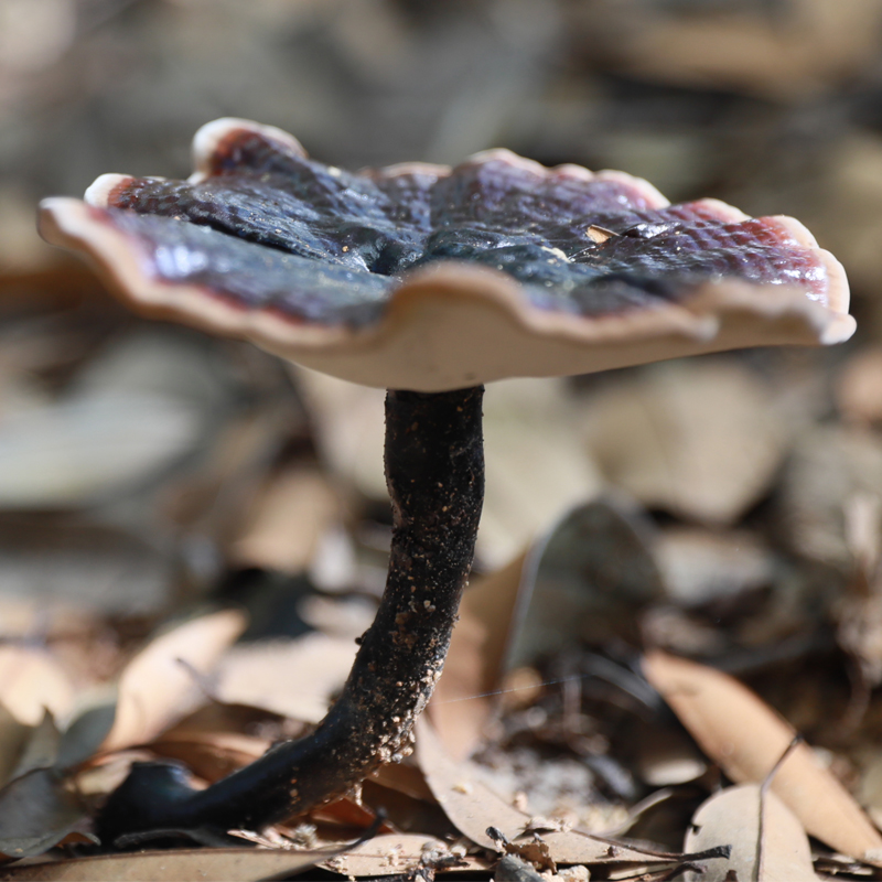 灵芝东江源富硒泡水泡茶