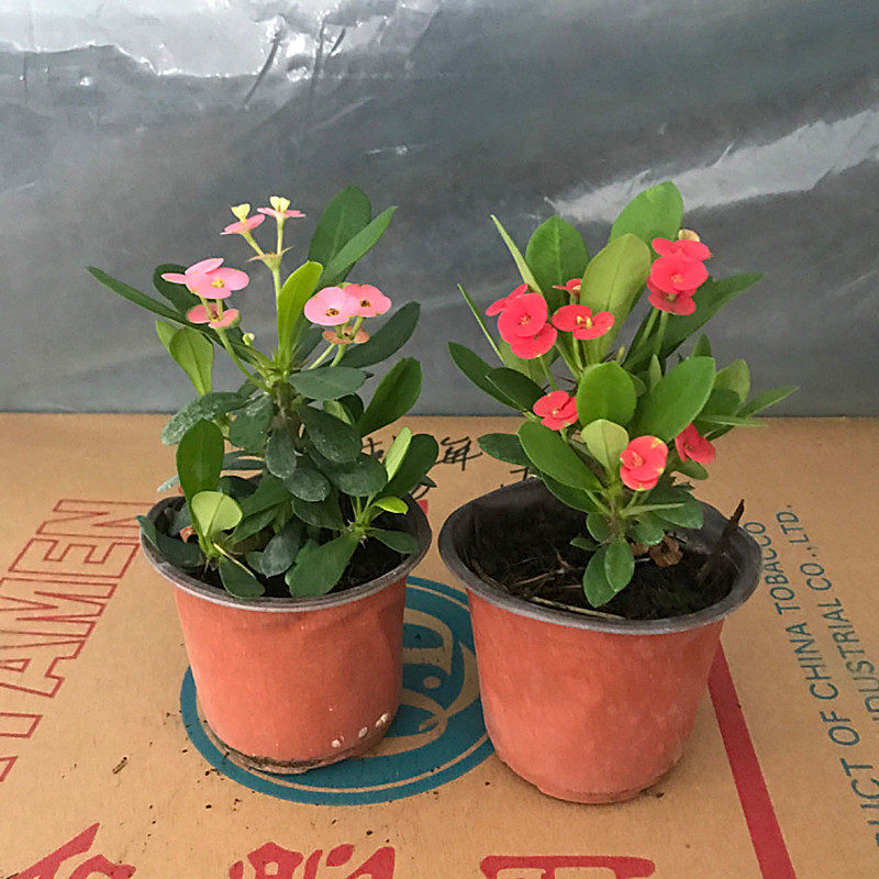 带花虎刺梅粉色红色铁海棠四季绿植常年开花室内阳台盆栽花卉好养