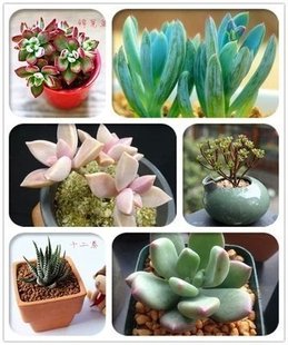 多肉植物黄丽白牡丹初恋观音莲光棍树热销桃蛋塔松陇月红宝石蓝鸟