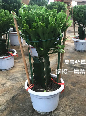 嫁接蟹爪兰龙骨三角柱双层蟹爪兰苗四季开花多肉植物盆景花卉盆栽
