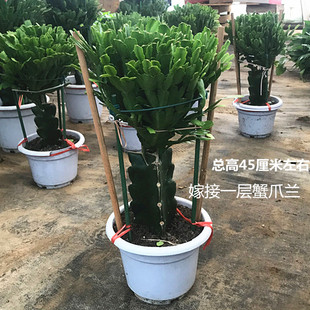 嫁接蟹爪兰龙骨三角柱双层蟹爪兰苗四季 开花多肉植物盆景花卉盆栽