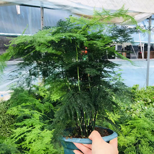 文竹盆栽大文竹室内客厅庭院耐寒植物花四季常青土培盆景净化空气