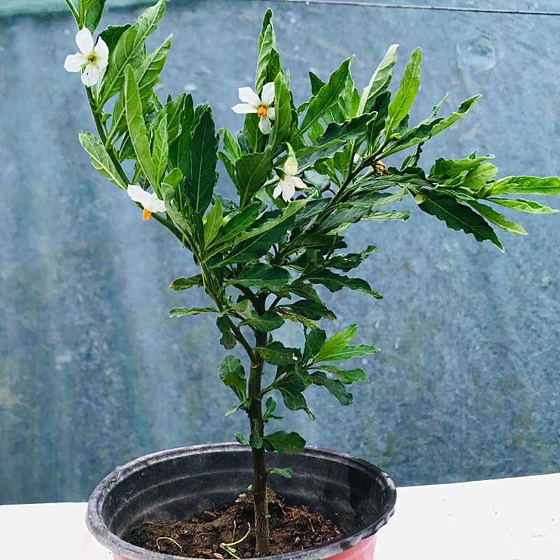 看樱桃珊瑚豆盆栽耐热耐寒多年生开花观果冬珊瑚吉庆果四季果植物
