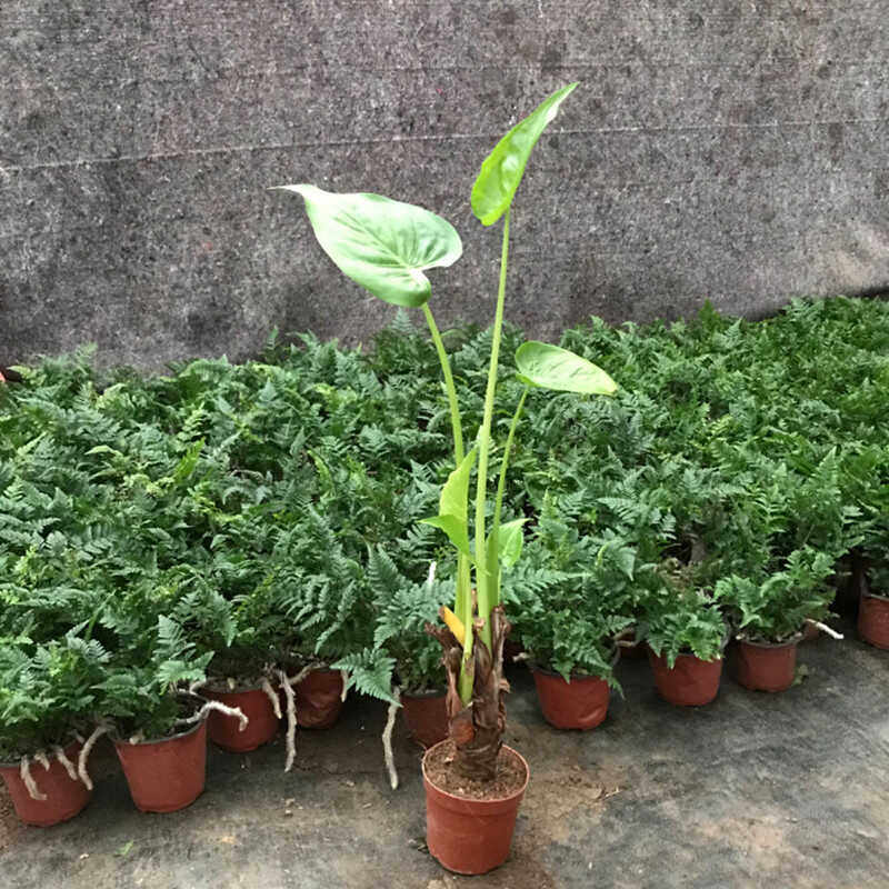 滴水观音绿植大叶老桩盆栽水培霸王芋客厅室内绿植吸甲醛带盆土叶
