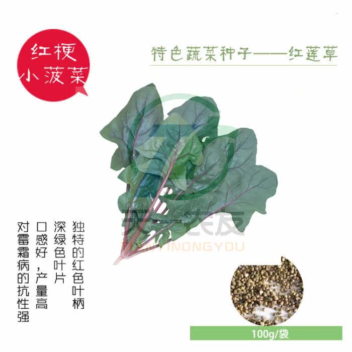 红莲草-红色菠菜种子 沙拉水培菠菜 特色叶菜 阳台盆栽蔬菜种子|msdalam kategori penghantaran bunga/bunga simulasi/tumbuhan berkebun, bunga/Buah-buahan dan sayur-sayuran/benih rumput (baru), benih rumah berkebun - dari Buy2taobao.com untuk memberikan perkhidmatan ejen Taobao profesional membeli