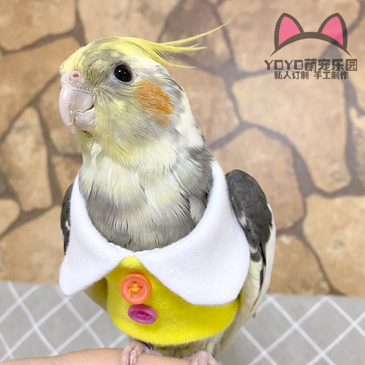 yoyo家原创定制鹦鹉鸟衣服纯棉可爱遛鸟飞行服卫衣放飞摆拍鸟衣服