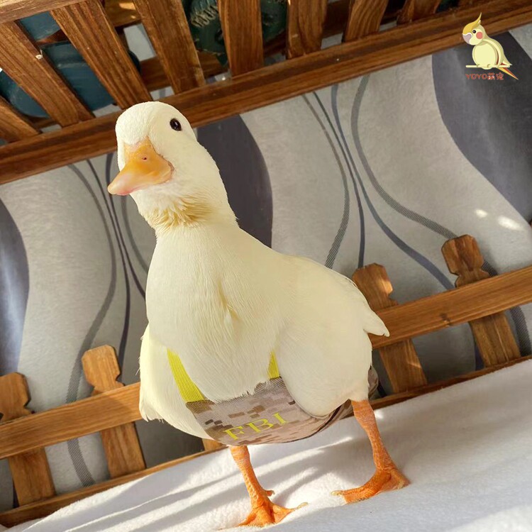 柯尔鸭屎兜尿不湿网红萌宠衣服可牵引文明兜宠物鸭粪兜鹅防水尿片