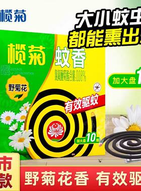 蚊香榄菊加大盘野菊花盘香