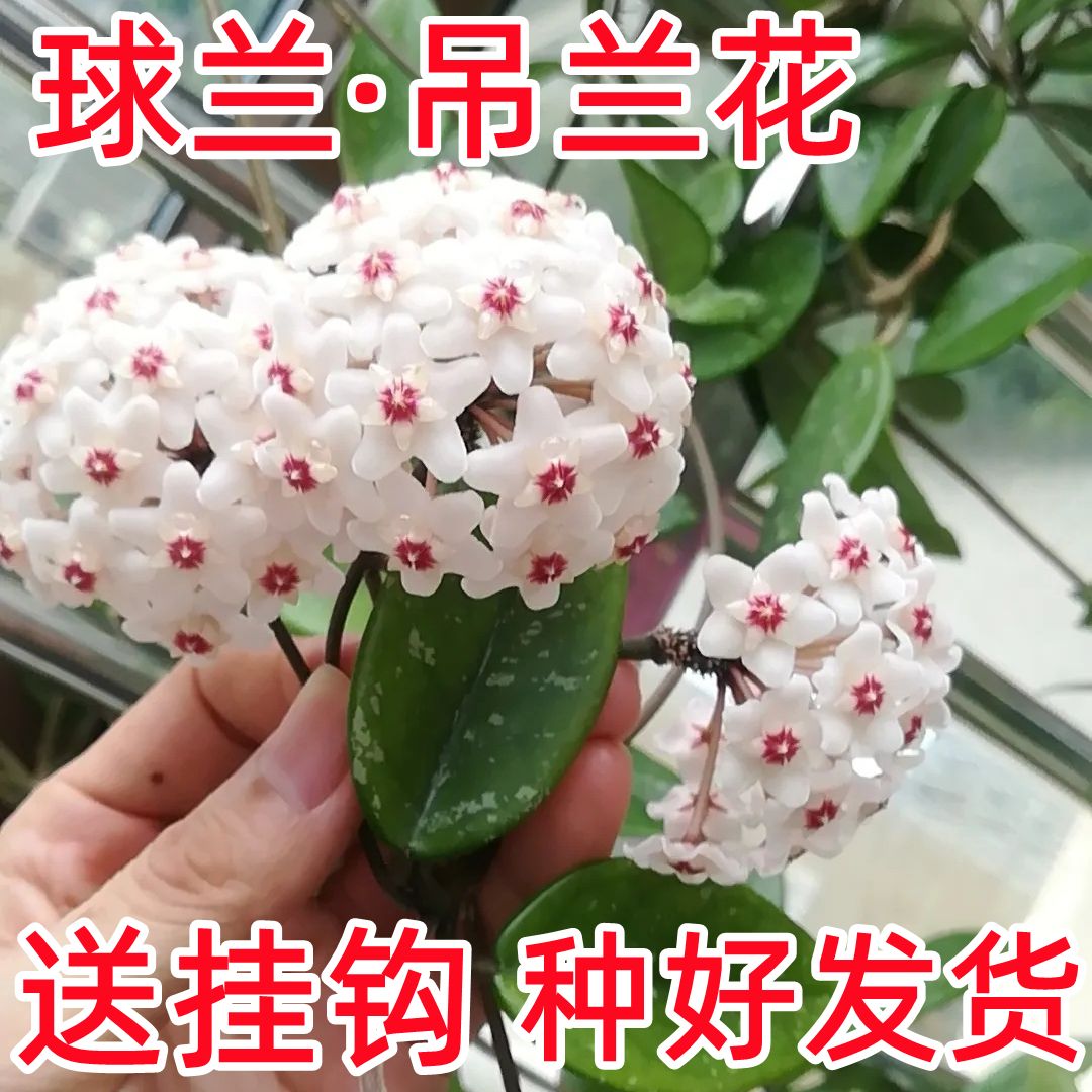 银斑球兰大苗四季开花室内阳台吊挂长藤浓香型挂式绿植新款