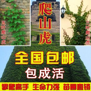攀援爬藤植物美国五叶地锦苗子-爬山虎大苗--爬藤红叶爬墙虎花卉