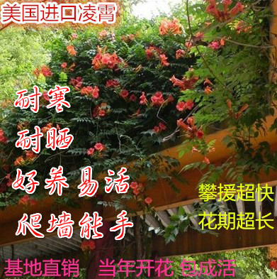 进口品种美国凌霄花苗-爬藤凌霄苗-阳台.庭院绿化攀援植物-生长快