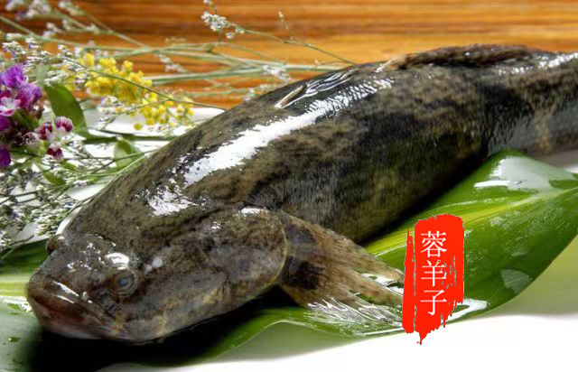 蓉羊子生鲜农家新品活水养殖新鲜美味笋壳鱼500克