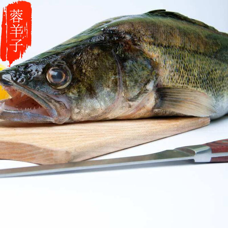 蓉羊子生鲜农家新品鲜活四川特产高原冷水鱼生态放养梭鲈鱼生鱼片