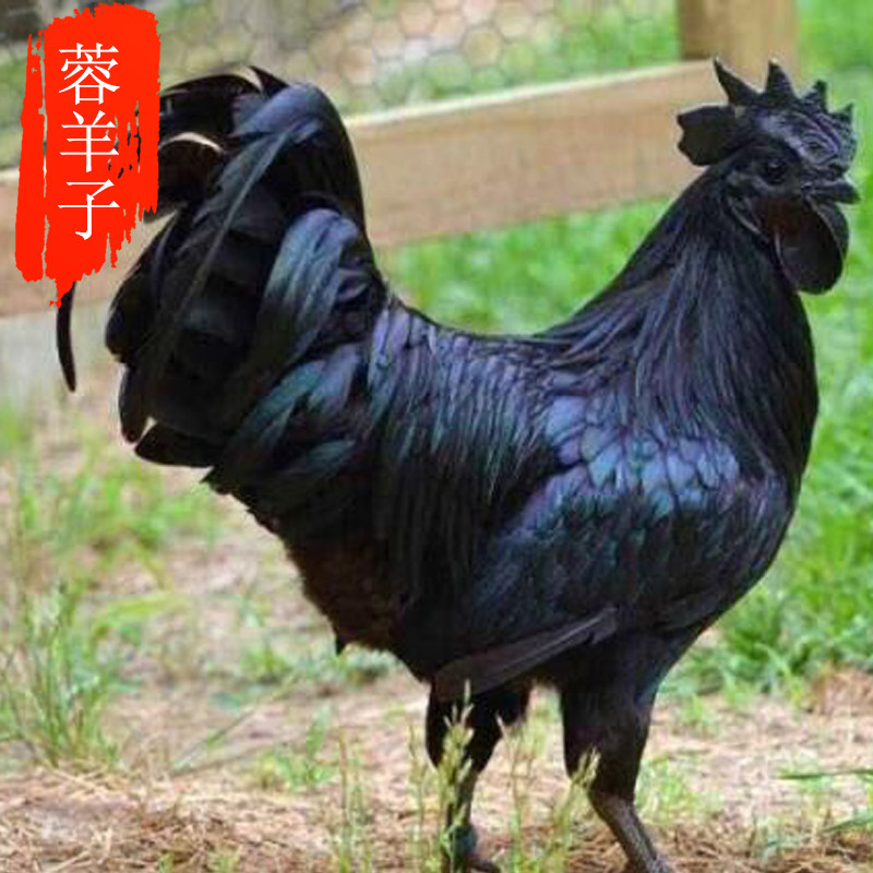 蓉羊子生鲜农家新品山区放养新鲜现杀乌骨土公鸡孕妇月子滋补鸡