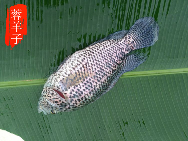 蓉羊子生鲜农家新品淡水石斑鱼生态放养新鲜活石斑鱼清蒸石斑鱼
