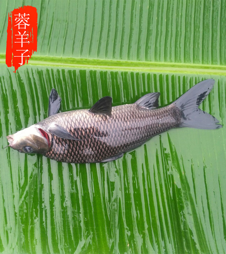 蓉羊子生鲜农家新品四川特产人工养殖鲜活鲤鱼清蒸黑鲤烤