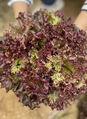 紫叶生菜种子沙拉紫色生菜种籽四季盆栽春季夏秋季庭院蔬菜种子孑