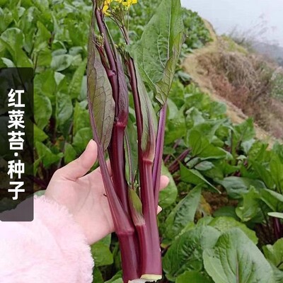 红菜苔种子十月红紫菜薹红菜心菜